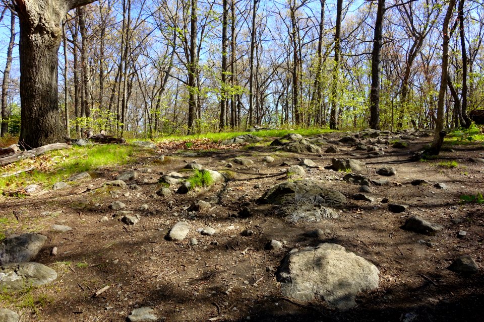 Sutherland Woods - Lexington, MA - DSC01450