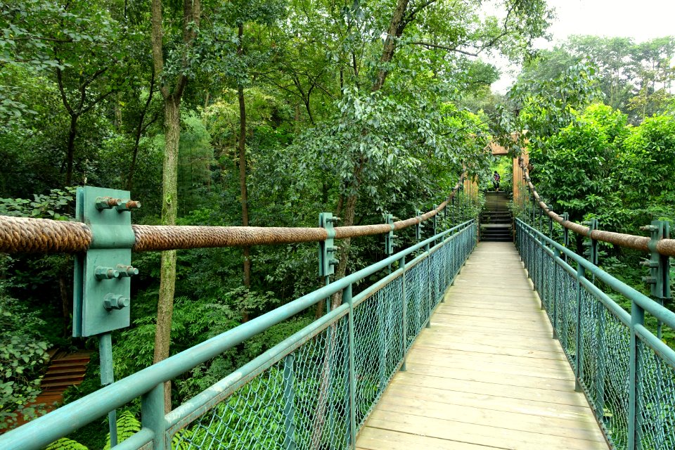 Suspension bridge - Chengdu Botanical Garden - Chengdu, China - DSC03436