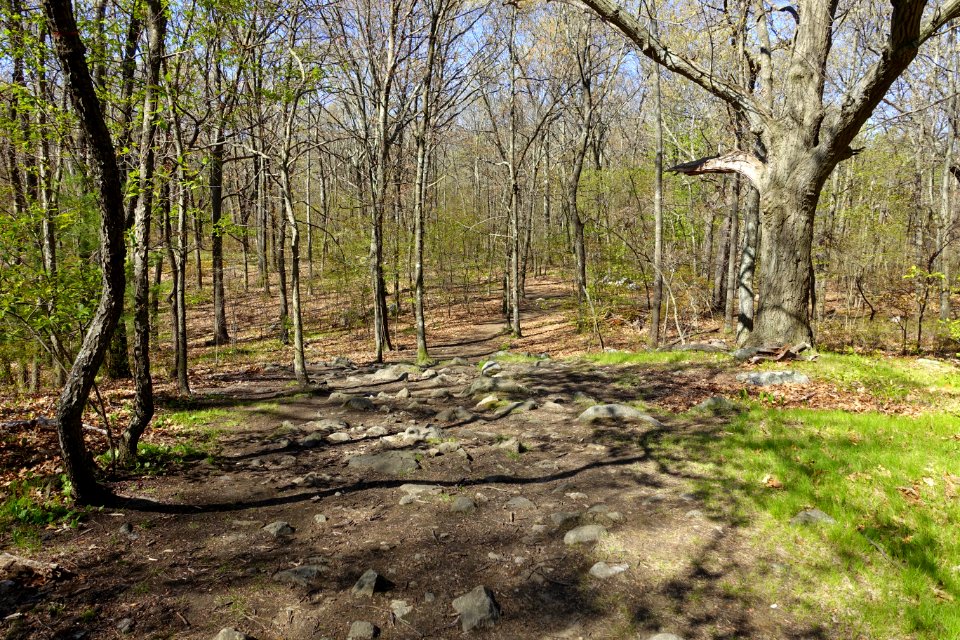 Sutherland Woods - Lexington, MA - DSC01447