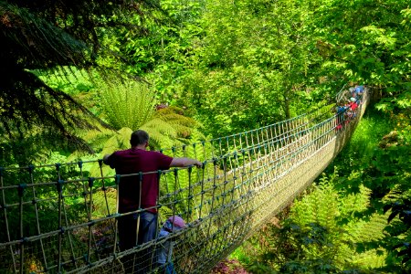 Suspension bridge - Lost Gardens of Heligan - Cornwall, England - DSC02724