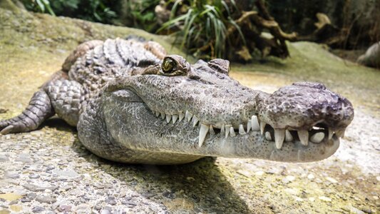 Alligator dangerous animal photo