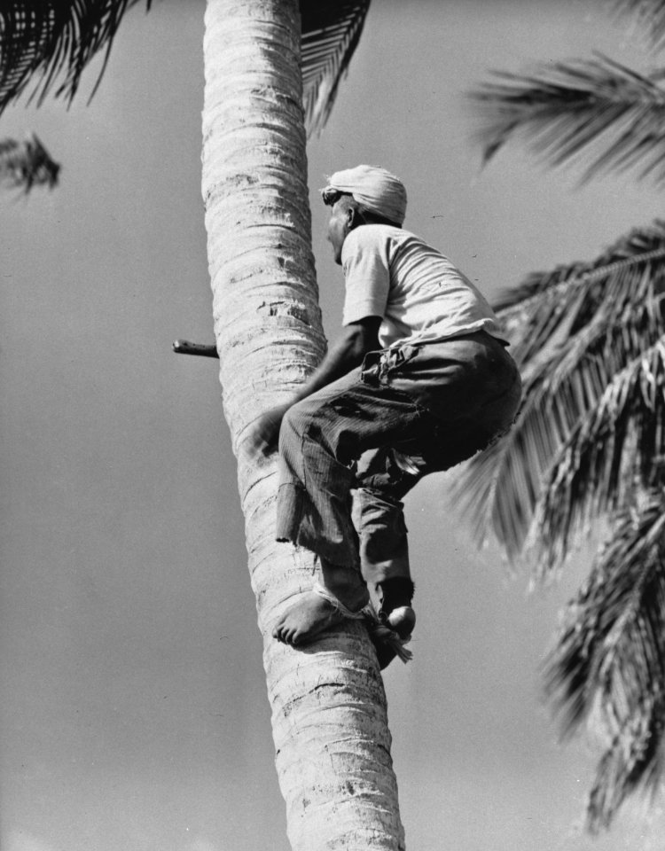 Surinam (Dutch Guiana) - Native climbing tree to knock cocoanuts down in the cou, Bestanddeelnr 935-1487