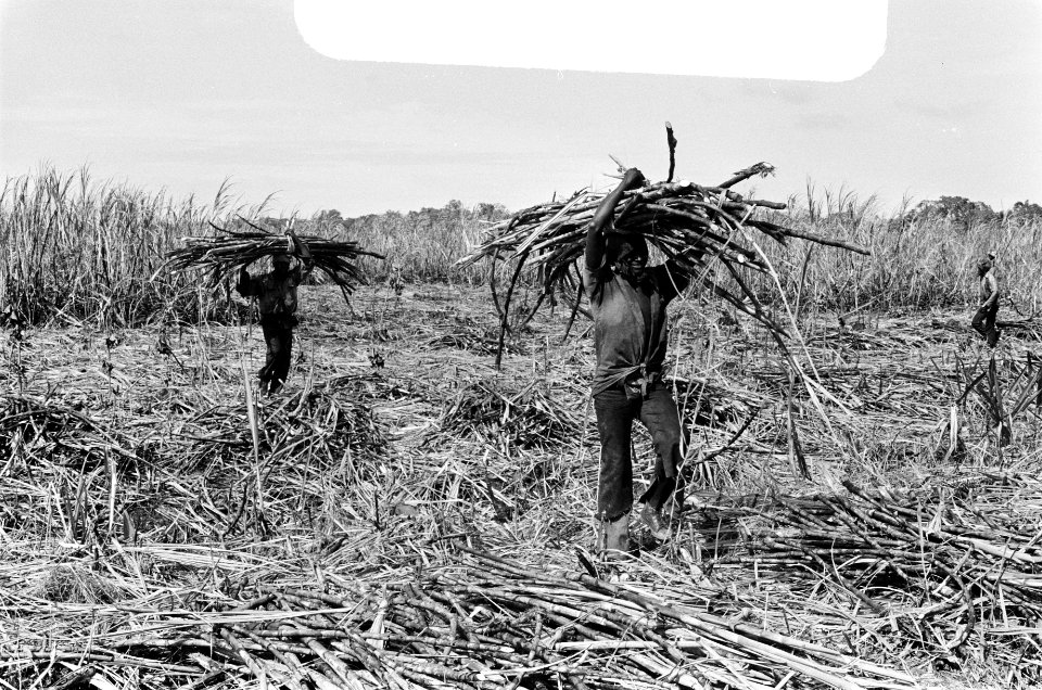 Suriname, bedrijven rietsuikerplantage Marienburg, rietkappers aan het werk, Bestanddeelnr 927-8462
