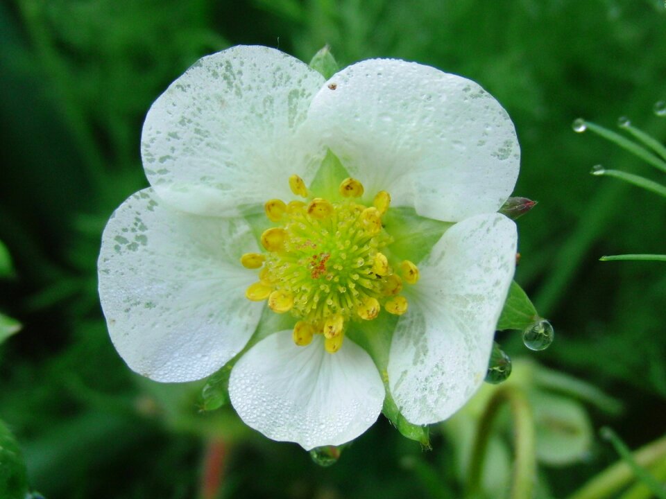 White green leaf garden strawberry