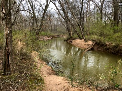Suwanee Creek, March 2019