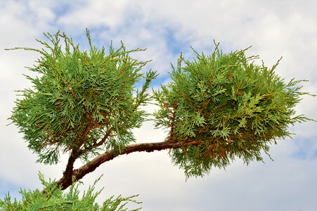 Plant tree nature