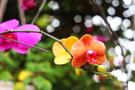 Orchids color flower