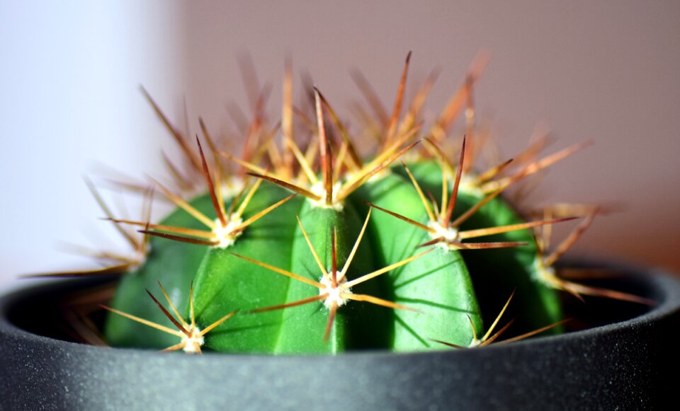 Thorns green nature