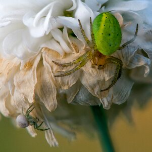 The insect green white photo