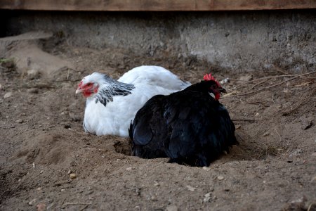 Sundheimer Henne und Sachsenhuhn Henne beim Sandbaden