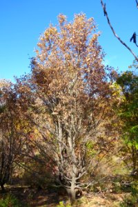 Styrax obassis - Quarryhill Botanical Garden - DSC03744