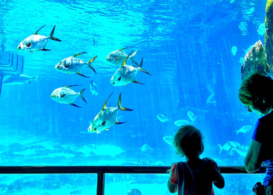 Blue underwater aquatic