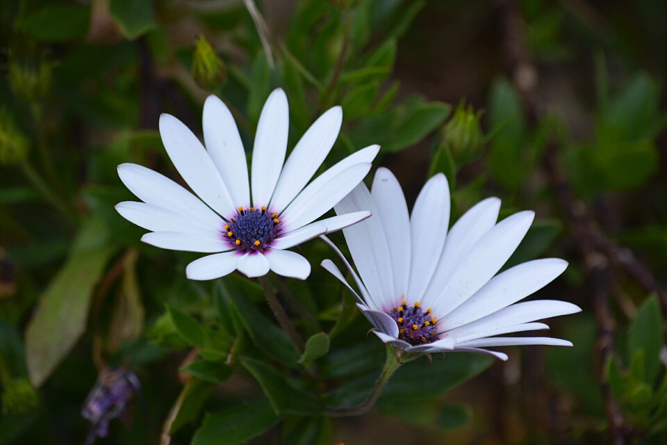 Garden white petals