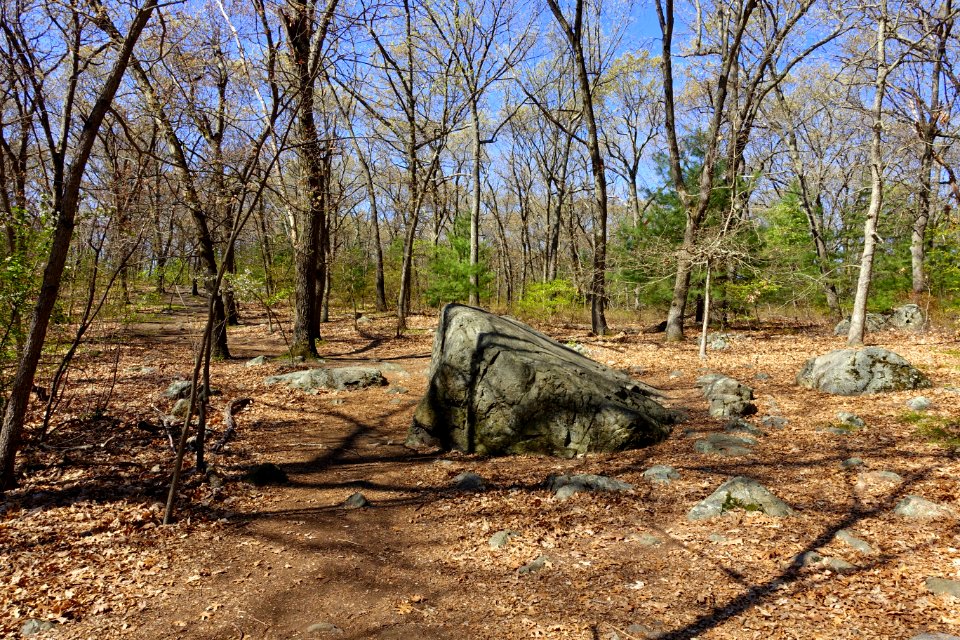 Sutherland Woods - Lexington, MA - DSC01473