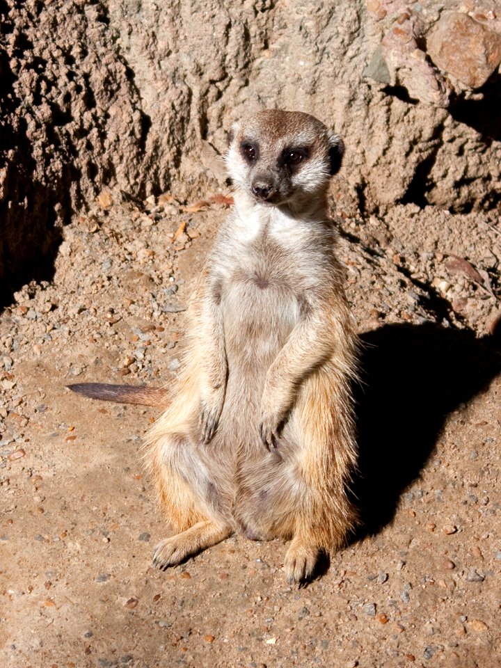 Suricata suricatta Kaldari 01