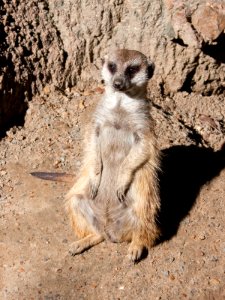 Suricata suricatta Kaldari 01