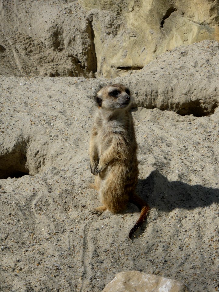 Suricata-suricatta-3