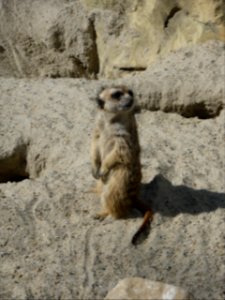 Suricata-suricatta-3