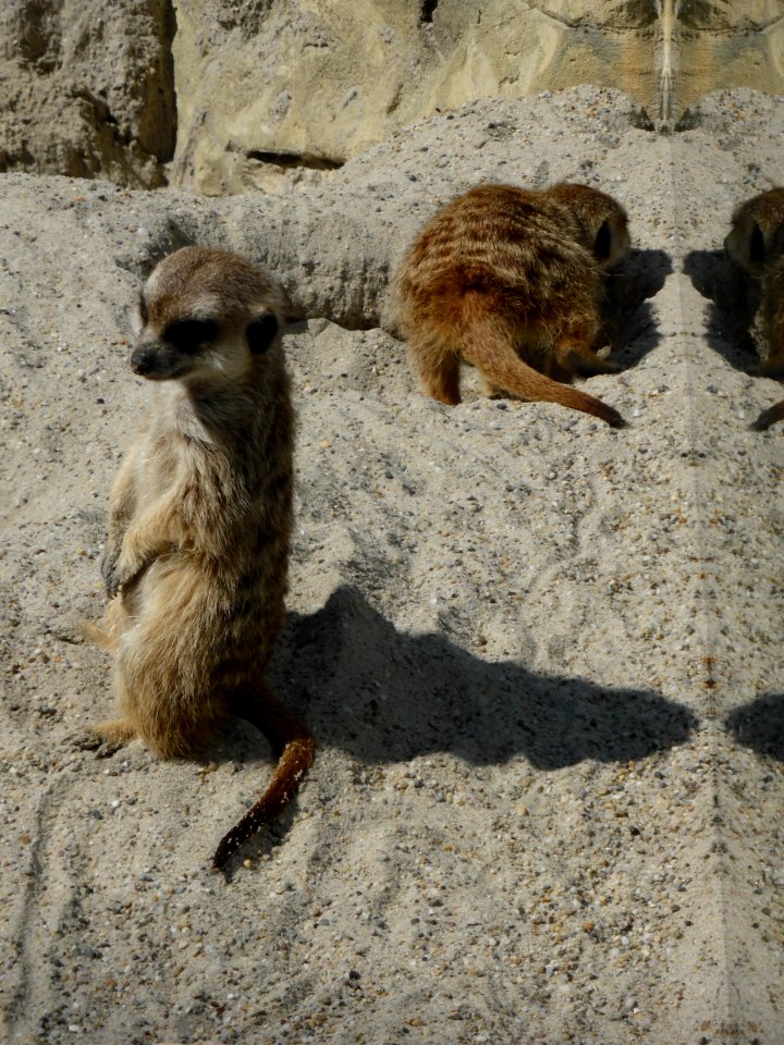 Suricata-suricatta-9