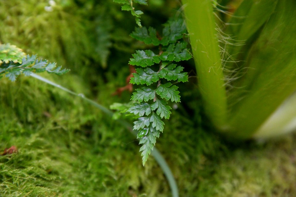 Sub Antarctic Plant House, Royal Tasmanian Botanical Gardens 08