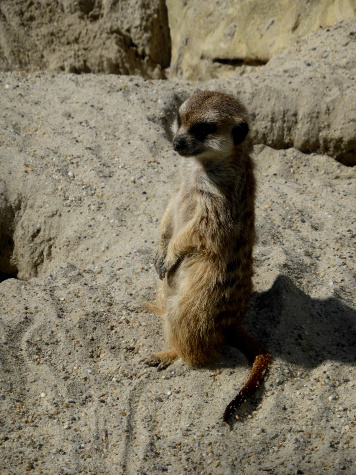Suricata-suricatta-7