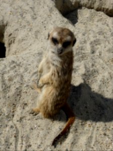 Suricata-suricatta-11