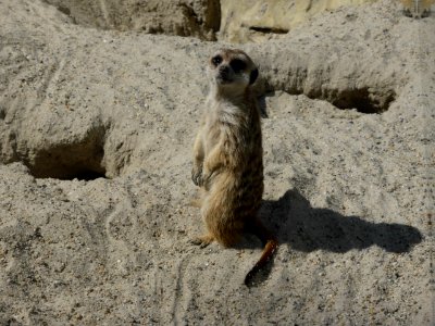Suricata-suricatta-1