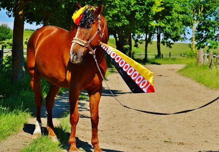 Germany horse france