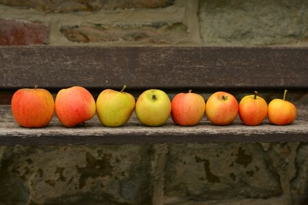 Harvest series lined up
