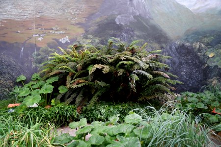 Sub Antarctic Plant House, Royal Tasmanian Botanical Gardens 01