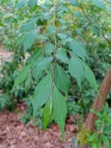 Styrax formosanus - Hillier Gardens - Romsey, Hampshire, England - DSC04784