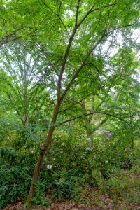 Styrax formosanus - Hillier Gardens - Romsey, Hampshire, England - DSC04795