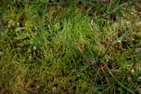 Sub Antarctic Plant House, Royal Tasmanian Botanical Gardens 05