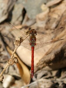 I odonado winged insect branch