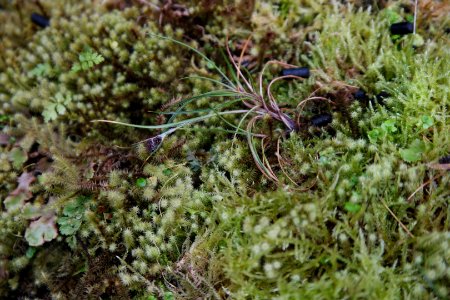 Sub Antarctic Plant House, Royal Tasmanian Botanical Gardens 04
