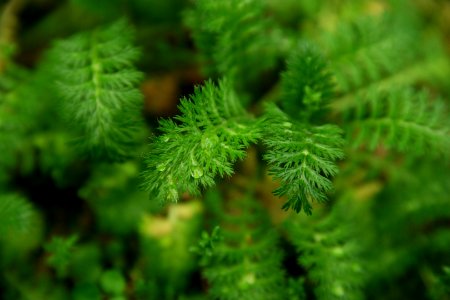 Sub Antarctic Plant House, Royal Tasmanian Botanical Gardens 09