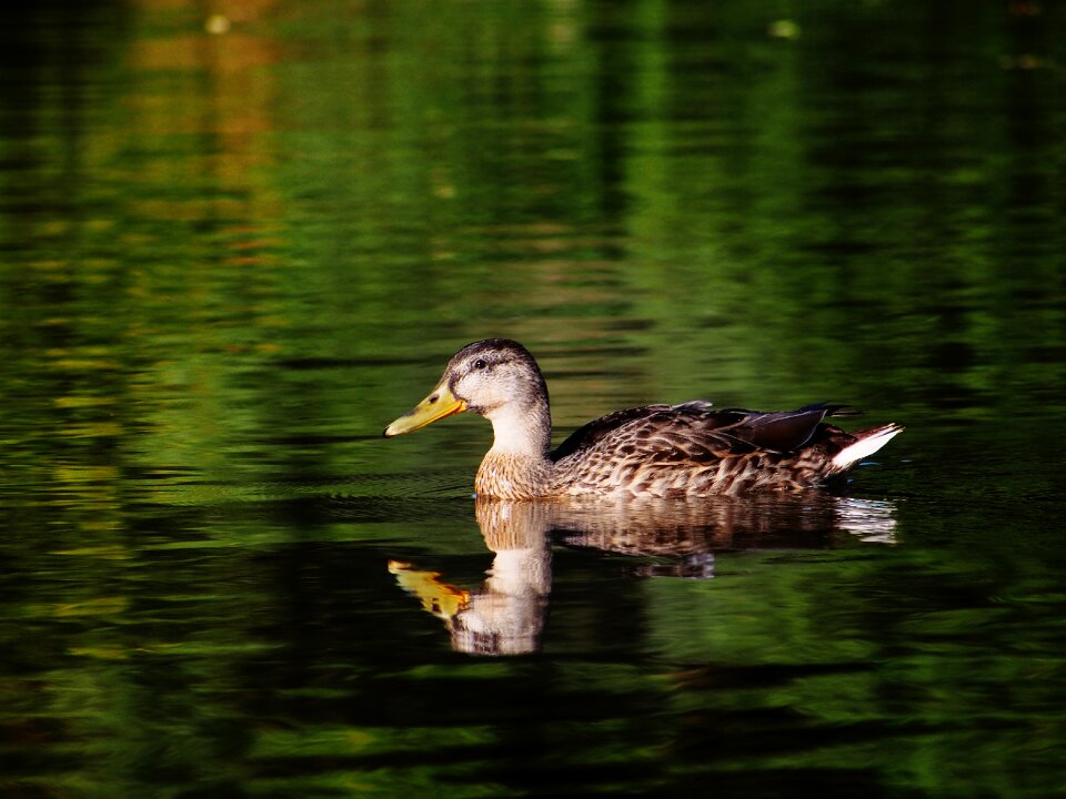 Germany animals bird