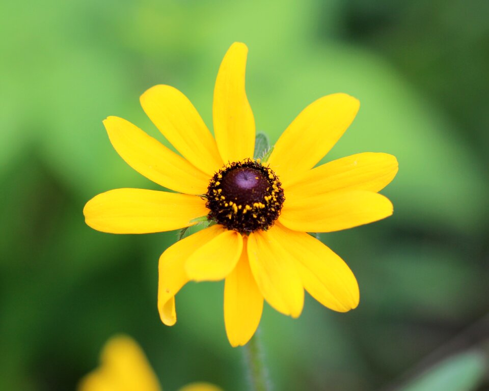 Flora garden summer