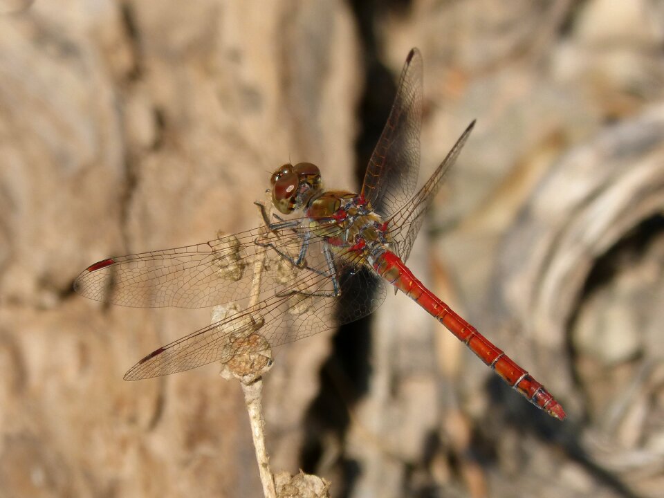 I odonado winged insect branch