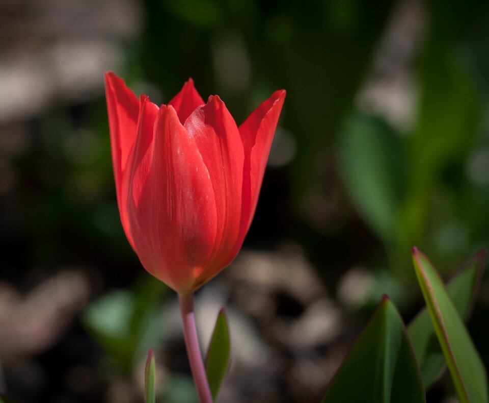 Red flower garden nature