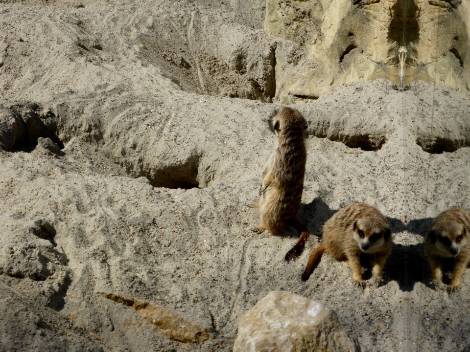 Suricata-suricatta-8