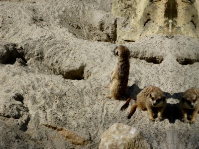 Suricata-suricatta-8