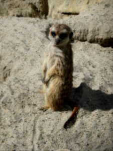 Suricata-suricatta-5