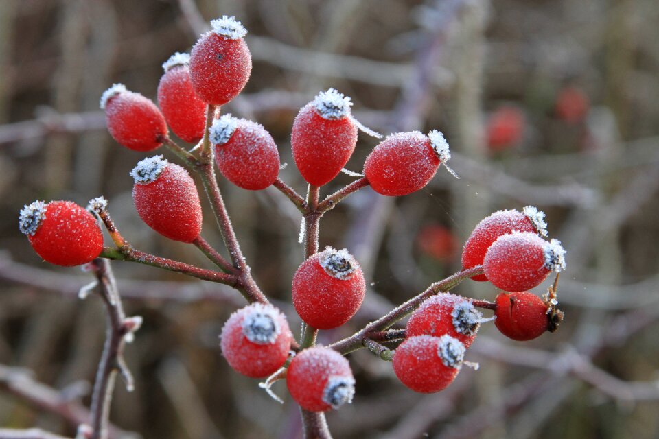 Berry wild dog-rose
