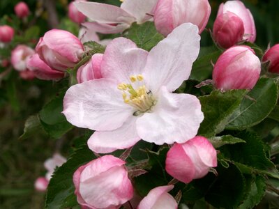 Flower apple spring