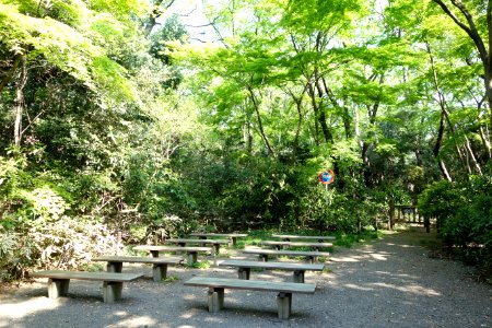 Study area - Institute for Nature Study, Tokyo - DSC02084
