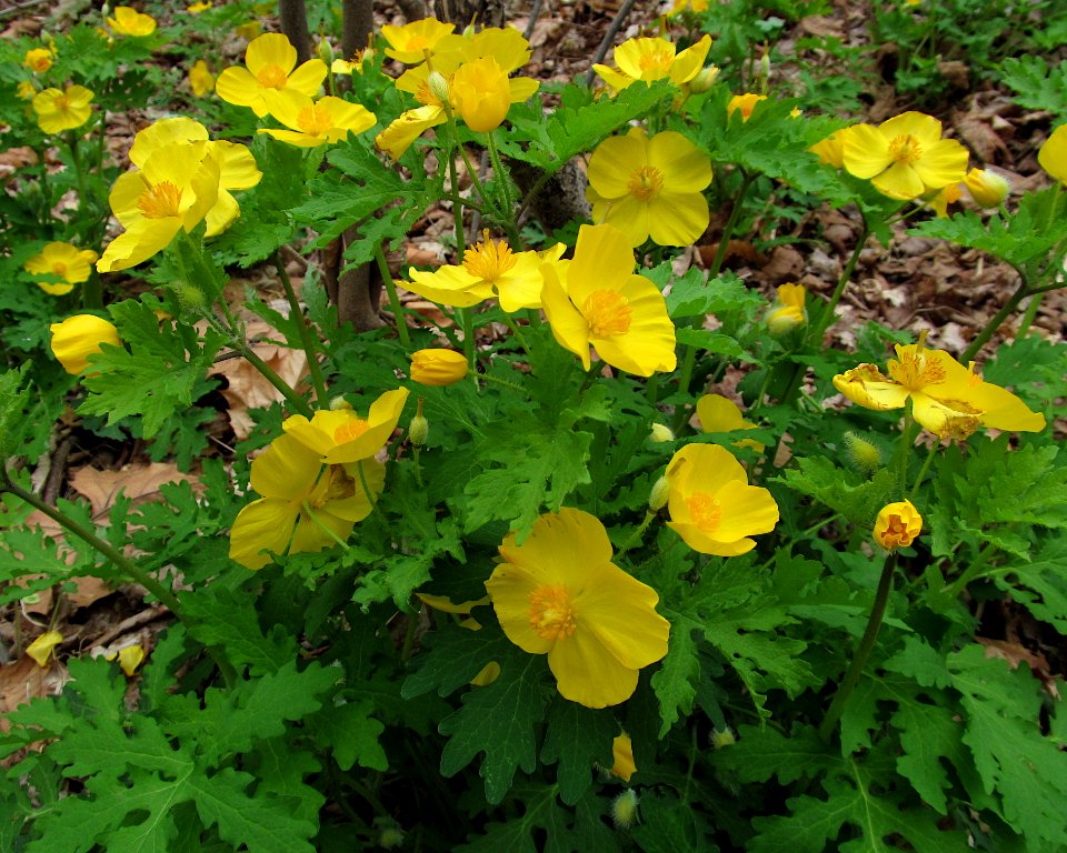 Stylophorum diphyllum, 2021-04-24, Fox Chapel, 02