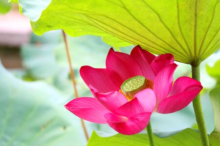 Lotus rain hongluosi