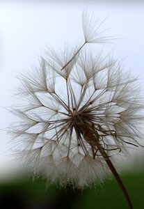 Summer plant nature