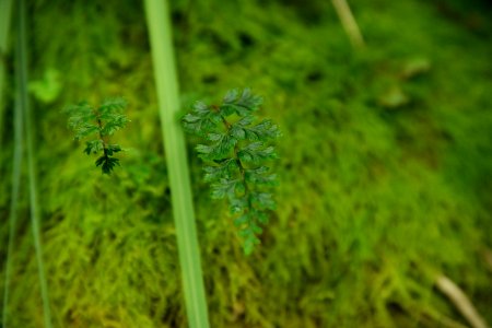 Sub Antarctic Plant House, Royal Tasmanian Botanical Gardens 07